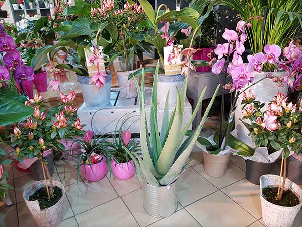 Bar à fleurs Montalieu - plantes vertes et orchidées