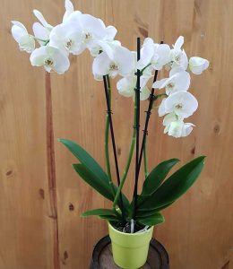 orchidée blanche