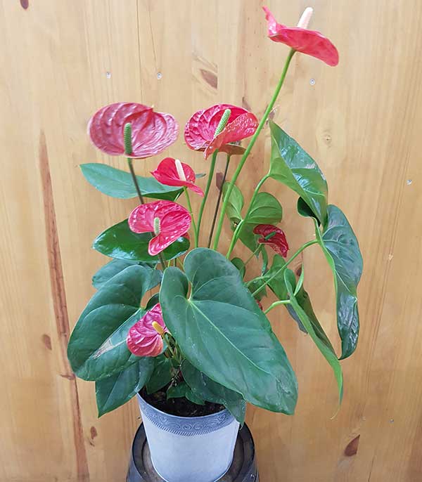 Plante fleurie rouge : Anthurium – bar-a-fleurs-montalieu