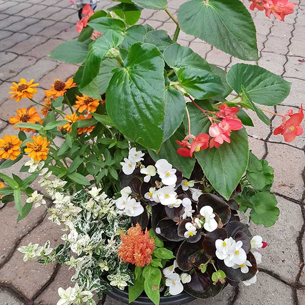 Bar à fleurs Montalieu - coupe plantes deuil