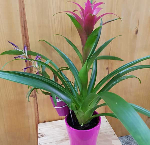 Plante fleurie rose : <br>Guzmania